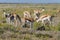 A heard of springbok stand on the savanna of Etosha