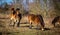 Heard of wild horses, exmoor pony grazing in Podyji