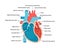 Heart anatomy close-up with descriptions. Educational diagram with human heart cross-section illustration.