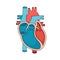 Heart anatomy close-up. Human heart cross section illustration.