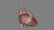 Heart Anatomy (External) , Anterior or Sternocostal Surface: Mainly the right ventricle