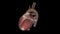Heart Anatomy (External) , Anterior or Sternocostal Surface: Mainly the right ventricle