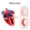 Heart anatomy. Mitral valve