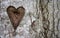 Heart in birch tree