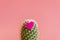 Heart on the cactus. Love of cactus Cactus love. On a pink background