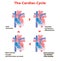 Heart cardiac cycle of heart on white background isolated. heart circle education info graphic.