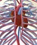 Heart, circulatory system and ribs