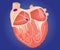 Heart conduction system illustration.