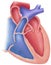 Heart - Cutaway View