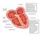 Heart electrical conducting system