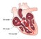 Heart electrical conduction