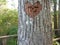 Heart Engraved On Tree