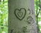 Heart engraved in tree