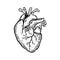 Heart engraving style. Human anatomy. Black color outline cartoon vector illustration.