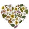 Heart floral design with colored celandine, chamomile, dog rose, hop, jerusalem artichoke, peppermint