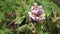 Heart flower bergenia