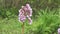 Heart flower bergenia