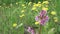 Heart flower bergenia on a background