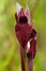Heart Flowered Serapias flower - Serapias cordigera