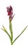Heart-flowered Serapias orchid plant - Serapias cordigera - over white