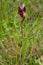 Heart Flowered Serapias plant - Serapias cordigera