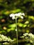 In the heart of the forest the light passes on a Wild carrot