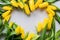 Heart Frame Yellow Spring Tulips Botanical Art