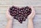 Heart of fresh and ripe cherries in cupped female hands