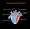 Heart human anatomy isolated info graphic on black background