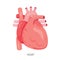 Heart, Human Internal Organ Diagram