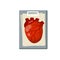Heart. Human internal organ. Medicine and cardiology. Diagnosis and document
