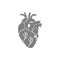 heart, human, , medical,pulse, beat, wave, heartbeat icon