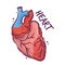 Heart. Humans and animals internal organs. Medical theme for posters, leaflets, books, stickers. Human organ anatomy