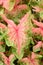 Heart of Jesus Caladium bicolor Bold and beautiful, green rimmed reddish leaf