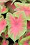 Heart of Jesus Caladium bicolor Rosebud, green rimmed reddish leaf