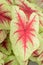 Heart of Jesus Caladium bicolor Rosebud light green leaf with red veins