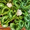 Heart Leaf Begonia With Two White Blossoms