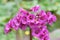 Heart-leaf Bergenia cordifolia Abendglut, lilac inflorescence