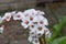 Heart-leaf Bergenia cordifolia Alba, white inflorescence in close-up