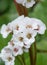Heart-leaf Bergenia cordifolia Alba, white inflorescence extreme close-up