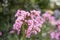 Heart-leaf Bergenia cordifolia Pink Dragonfly, pink inflorescence