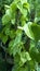 Heart leaf Philodendron brasil houseplant
