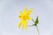 Heart Leafed Arnica - Isolated