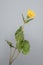 Heart Leaved Arnica - Arnica cordifolia - Full View