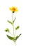 Heart Leaved Arnica Plant on White