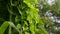 Heart-leaved moonseed green leaves herb