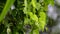 Heart-leaved moonseed green leaves herb