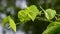 Heart-leaved moonseed green leaves herb