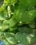 Heart-leaved moonseed Tinospora cordifolia. Guduchiandgiloy, flower.