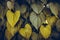 Heart leaves yellow or gold leaves nature background